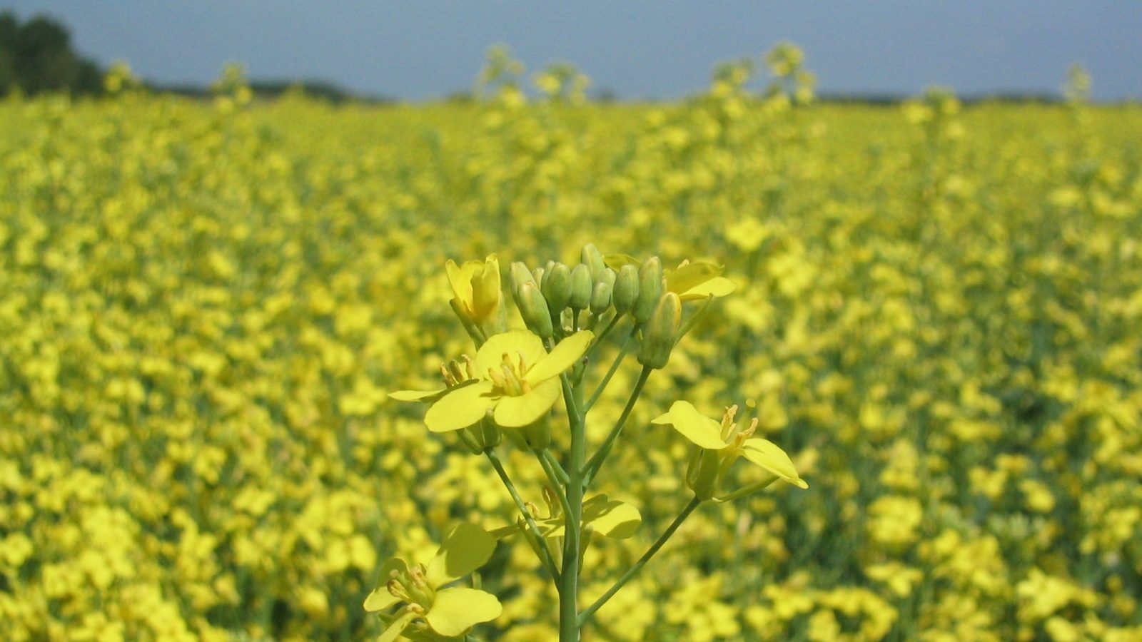 Landscape photo of a field of canola plants. A close up of a single plant with flowers and buds is front and center of the frame.